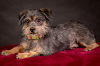 Foster Nadine-9590