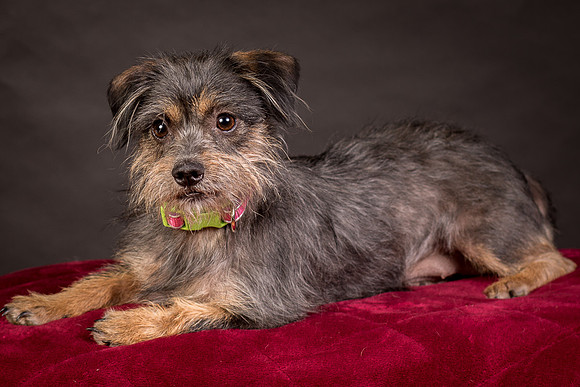 Foster Nadine-9590