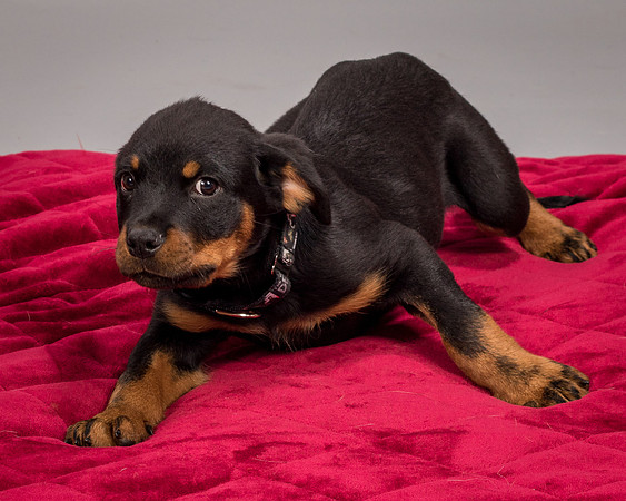 Foster Titus-7642
