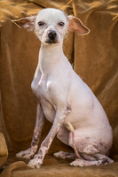 Foster Dobby-8761