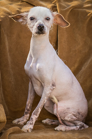 Foster Dobby-8761