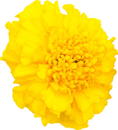 Flower_11