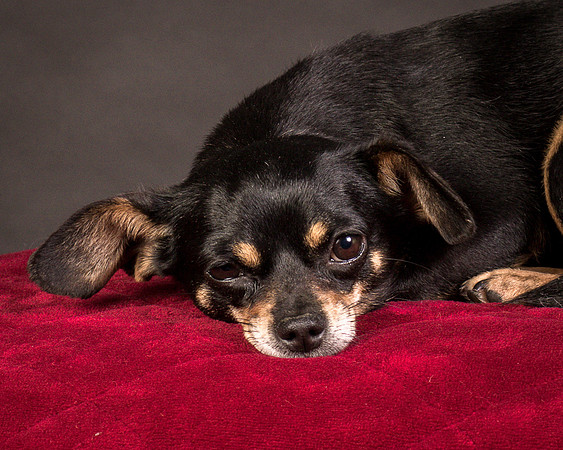 Foster Pansy-9529
