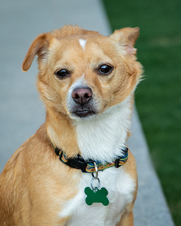 Foster Paddy-9985