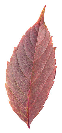 Leaf_5