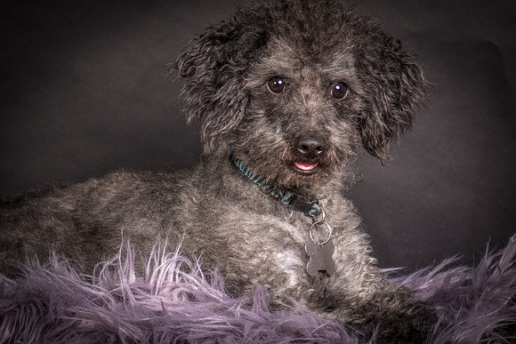 Foster Mokey-1387