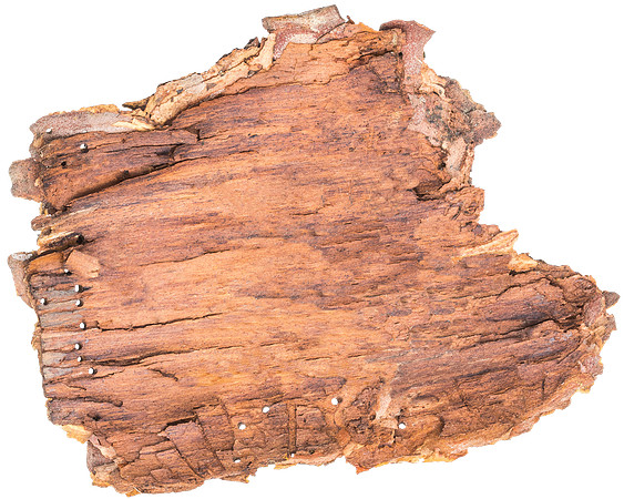 Bark_4