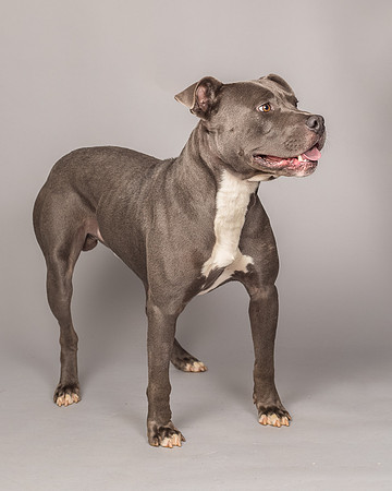Foster Cobalt-2317