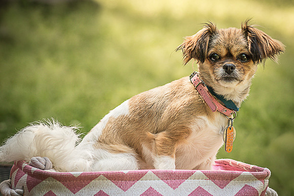 Foster Missy-0392