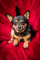 Foster Peanut-2817