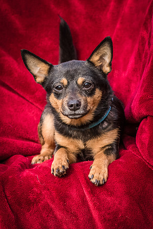 Foster Peanut-2817