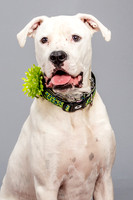 Foster Molly-3715