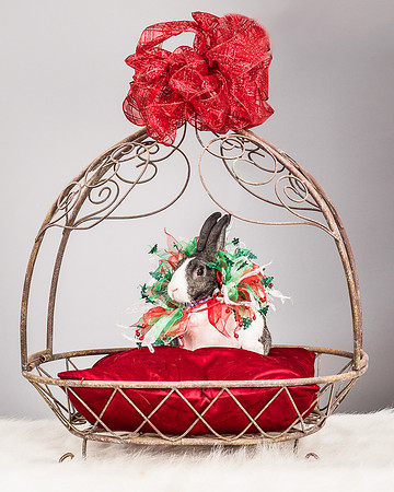Foster Rabbit Penelope-4760