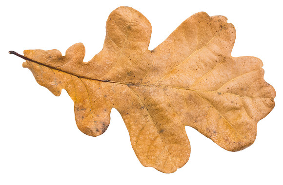 Leaf_35