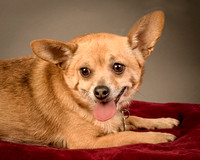 Foster Dobby-8239