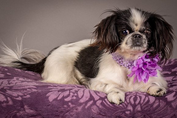 Foster Gypsy Rose-8017