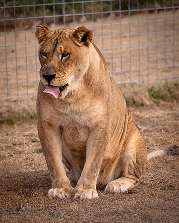 Suzies Pride-2252