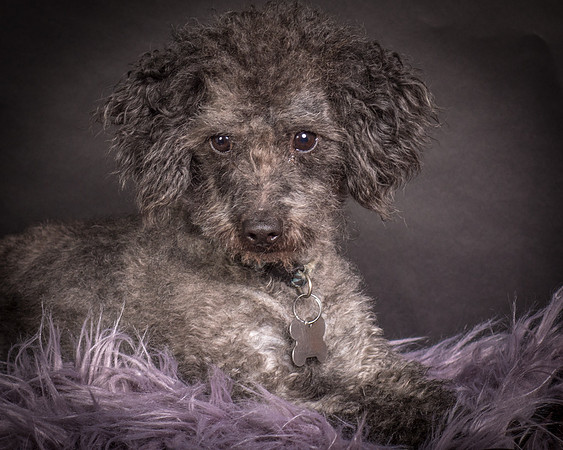 Foster Mokey-1374