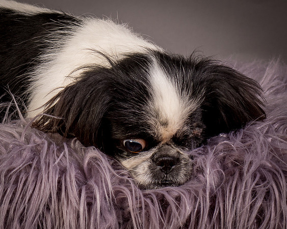 Foster Gypsy Rose-7866