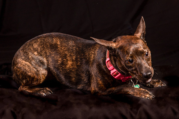 Foster Gretel-1109