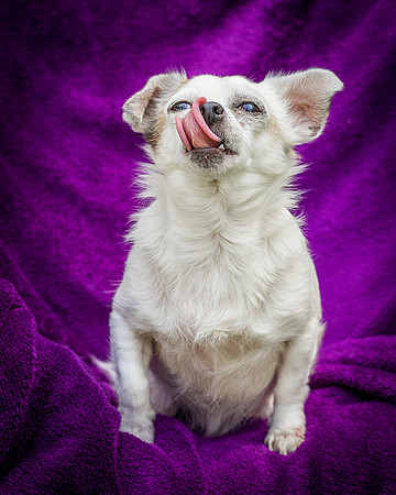 Foster Petey-8206