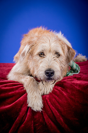 Partick-Newman & Sadie-2454