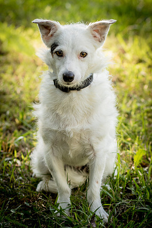 Foster Formiga-9588