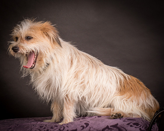 Foster Tiny-1469