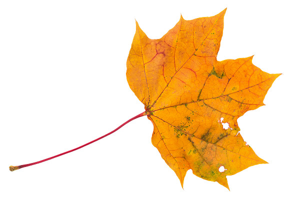 Leaf_53