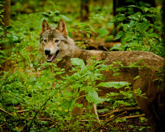 Wolf-9534