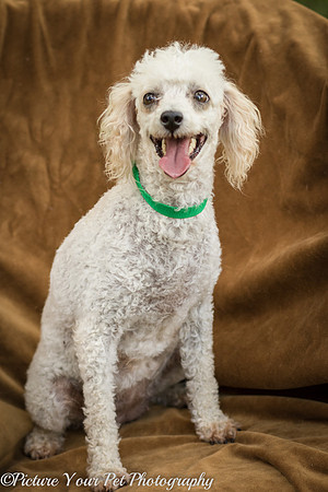 Foster Betty White-3112