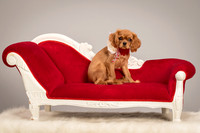 Charlie -4298