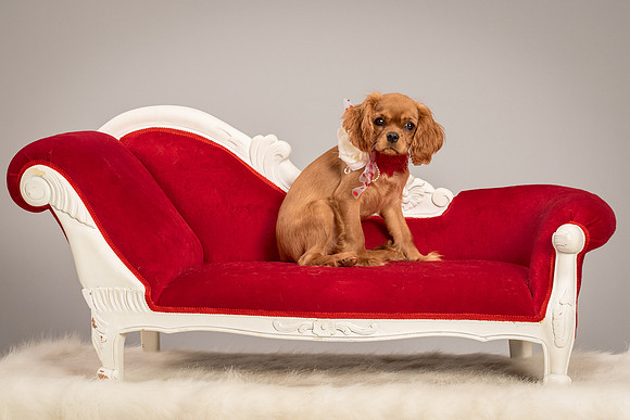 Charlie -4298