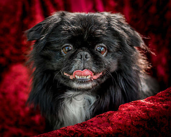 Foster Prince-0946