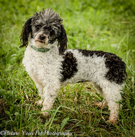 Foster Punky Brewster-3202