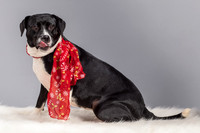 Foster Geisha-4137