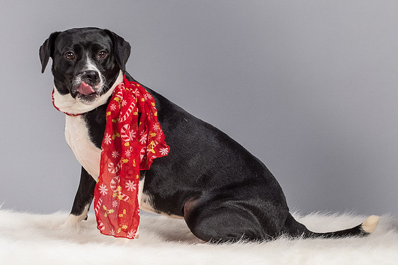Foster Geisha-4137