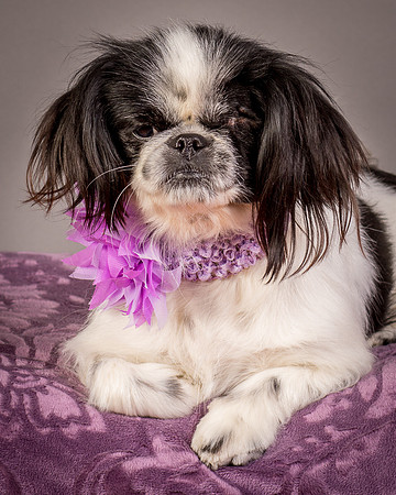 Foster Gypsy Rose-7993