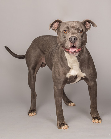 Foster Cobalt-2316