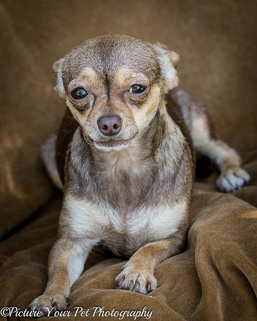Foster Tango-6456