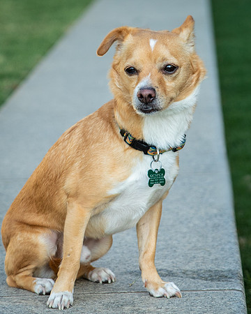 Foster Paddy-9960