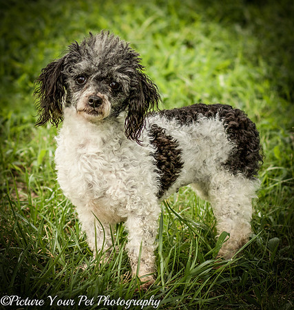 Foster Punky Brewster-3209