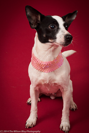 Sweet Pea-5923