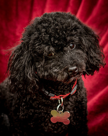 Foster Mindy-7452