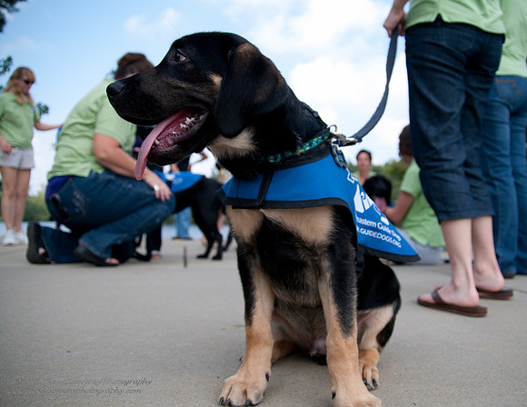 Guide Puppies (5 of 191)
