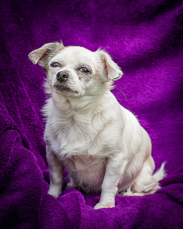 Foster Petey-8204