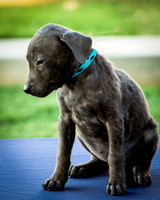 Foster Rigley-0052