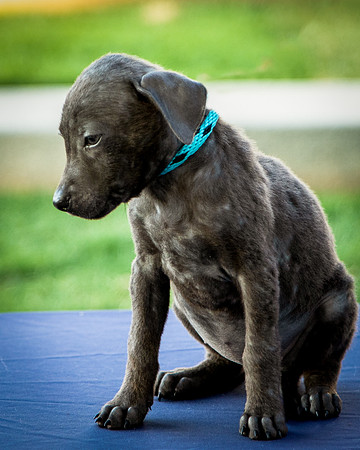 Foster Rigley-0052