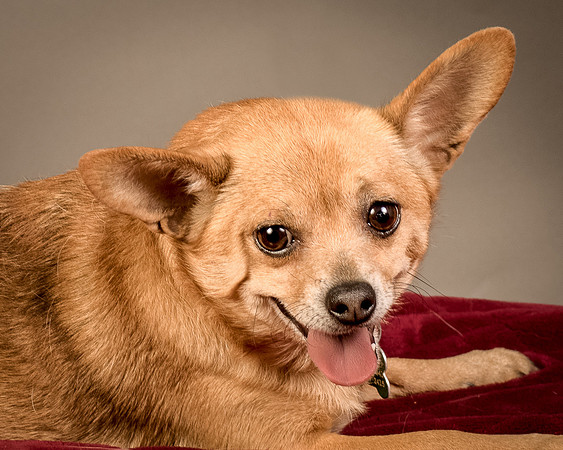 Foster Dobby-8208