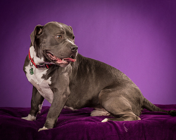 Daisy and Renegade-2569